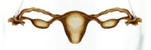 Uterus Necklace in Birch Wood